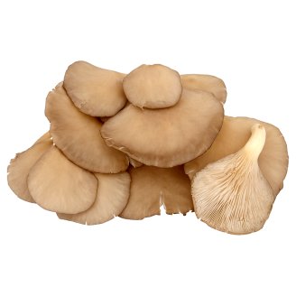 České Houby Oyster Mushroom