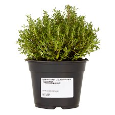 Titbit Thyme Outdoors