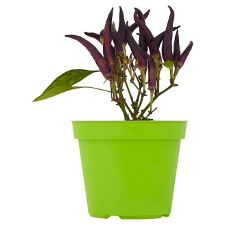 Chilli papričky v květináči
