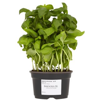 Basil XL 1 pcs