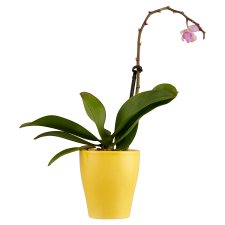 Lepkeorchidea kaspóban 6 cm