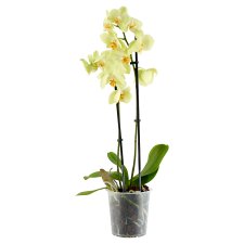 Lepkeorchidea 2 ágas 12 cm