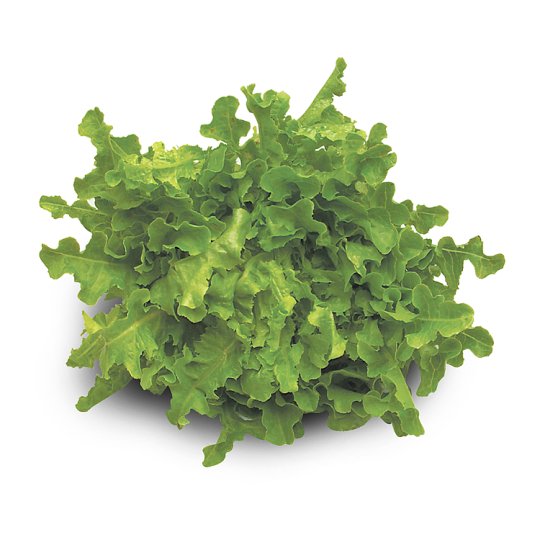 Green Oak Leaf Lettuce