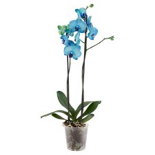 Lepkeorchidea festett 2 ágas 12 cm