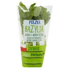 Tesco Polska bazylia w doniczce