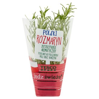 Tesco Polski rozmaryn w doniczce