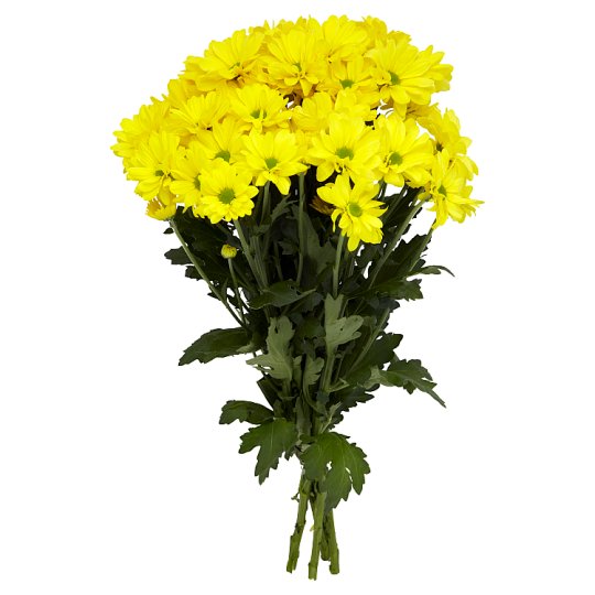 Yellow Chrysanthemum Bunch