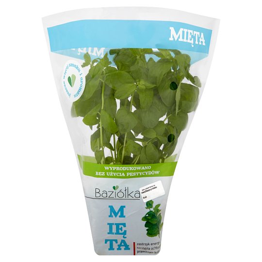 Mięta