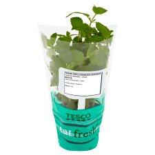 Tesco Fresh Mint Flower Pot