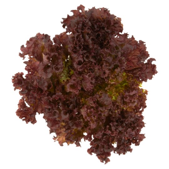 Šalát Lollo Rosso