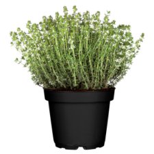 Tesco Thyme in a Flower Pot