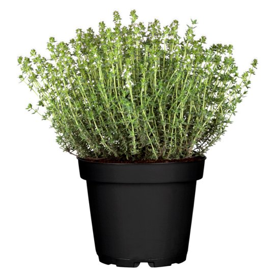 Tesco Thyme in a Flower Pot